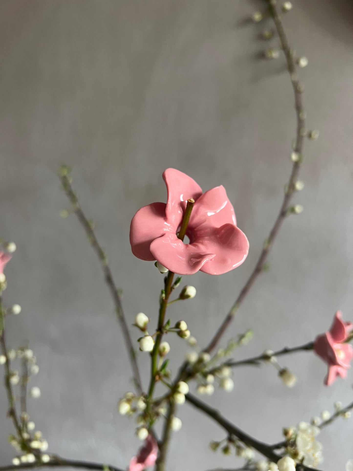 The Eternal Cherry Blossom - 5er Set